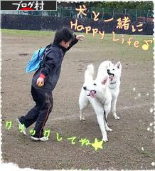 にほんブログ村 犬ブログ 犬 ブリーダーへ
