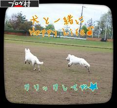 にほんブログ村 犬ブログ 犬 ブリーダーへ