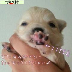 にほんブログ村 犬ブログ 犬 ブリーダーへ