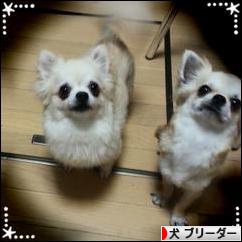 にほんブログ村 犬ブログ 犬 ブリーダーへ