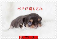 にほんブログ村 犬ブログ 犬 ブリーダーへ