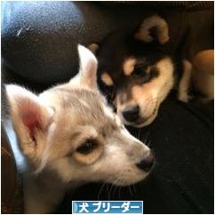 にほんブログ村 犬ブログ 犬 ブリーダーへ