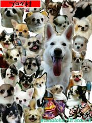 にほんブログ村 犬ブログ 犬 ブリーダーへ