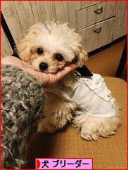 にほんブログ村 犬ブログ 犬 ブリーダーへ