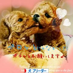 にほんブログ村 犬ブログ 犬 ブリーダーへ