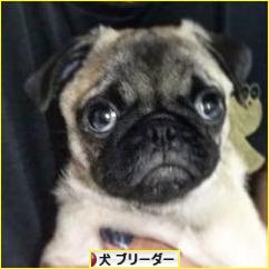 にほんブログ村 犬ブログ 犬 ブリーダーへ