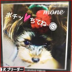 にほんブログ村 犬ブログ 犬 ブリーダーへ