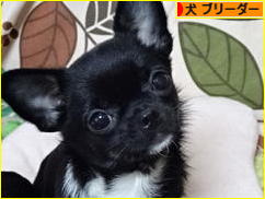 にほんブログ村 犬ブログ 犬 ブリーダーへ