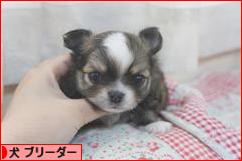 にほんブログ村 犬ブログ 犬 ブリーダーへ