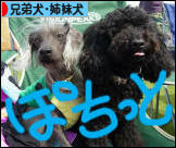 にほんブログ村 犬ブログ 兄弟犬・姉妹犬へ