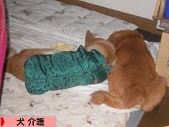 にほんブログ村 犬ブログ 犬 介護へ