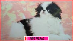 にほんブログ村 犬ブログ 狆（ちん）へ