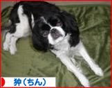 にほんブログ村 犬ブログ 狆（ちん）へ