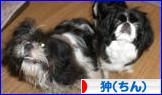 にほんブログ村 犬ブログ 狆(ちん)へ