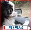 にほんブログ村 犬ブログ 狆(ちん)へ