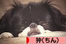 にほんブログ村 犬ブログ 狆（ちん）へ