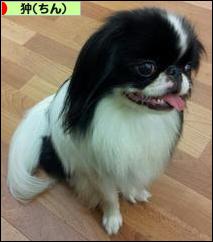 にほんブログ村 犬ブログ 狆（ちん）へ