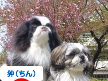 にほんブログ村 犬ブログ 狆（ちん）へ