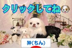 にほんブログ村 犬ブログ 狆（ちん）へ