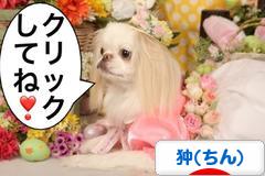 にほんブログ村 犬ブログ 狆（ちん）へ