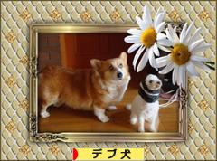 にほんブログ村 犬ブログ デブ犬へ