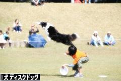 にほんブログ村 犬ブログ ディスクドッグ(ドッグスポーツ)へ