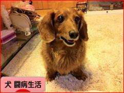 にほんブログ村 犬ブログ 犬 闘病生活へ
