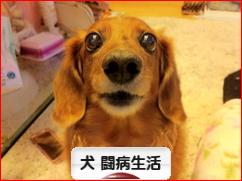にほんブログ村 犬ブログ 犬 闘病生活へ