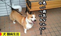 にほんブログ村 犬ブログ 犬 闘病生活へ