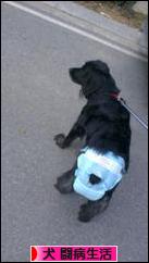 にほんブログ村 犬ブログ 犬 闘病生活へ