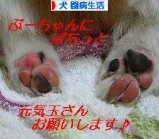 にほんブログ村 犬ブログ 犬 闘病生活へ