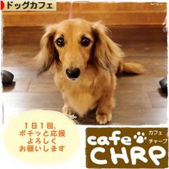 にほんブログ村 犬ブログ ドッグカフェへ