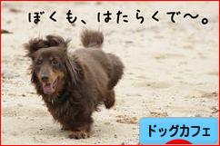 にほんブログ村 犬ブログ ドッグカフェへ