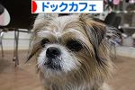 にほんブログ村 犬ブログ ドッグカフェへ