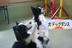 にほんブログ村 犬ブログ ドッグダンス（ドッグスポーツ）へ