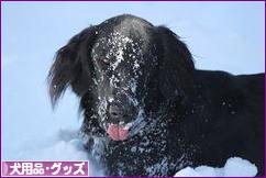 にほんブログ村 犬ブログ 犬用品・グッズへ