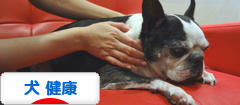 にほんブログ村 犬ブログ 犬 健康へ