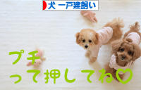 にほんブログ村 犬ブログ 犬 一戸建飼いへ