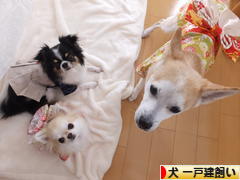 にほんブログ村 犬ブログ 犬 一戸建飼いへ