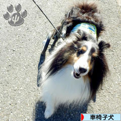 にほんブログ村 犬ブログ 車椅子犬へ