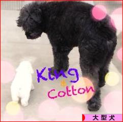 にほんブログ村 犬ブログ 大型犬へ