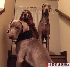 にほんブログ村 犬ブログ 大型犬 多頭飼いへ