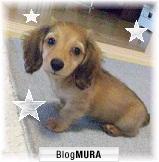 にほんブログ村 犬ブログ 犬のいる暮らしへ