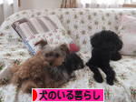 にほんブログ村 犬ブログ 犬のいる暮らしへ