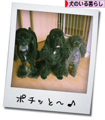 にほんブログ村 犬ブログ 犬のいる暮らしへ