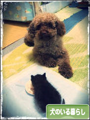 にほんブログ村 犬ブログ 犬のいる暮らしへ