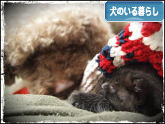 にほんブログ村 犬ブログ 犬のいる暮らしへ