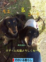 にほんブログ村 犬ブログ 犬のいる暮らしへ