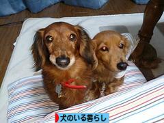 にほんブログ村 犬ブログ 犬のいる暮らしへ