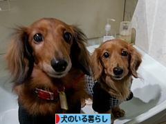 にほんブログ村 犬ブログ 犬のいる暮らしへ